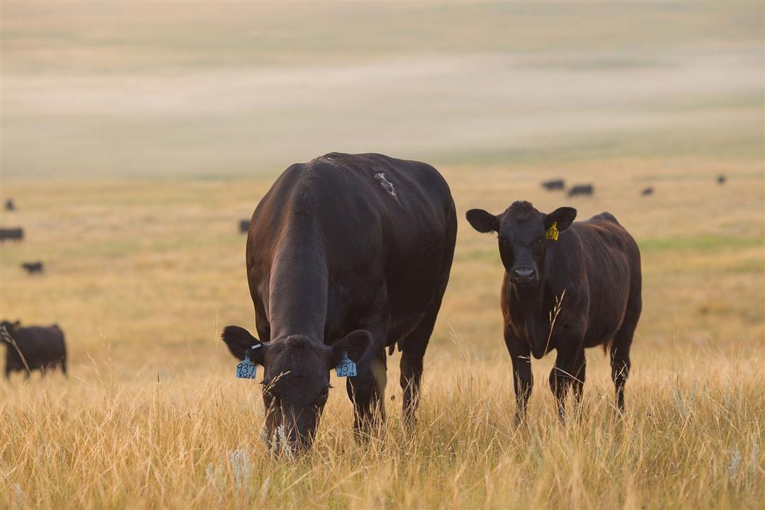 A black angus momma cow grazing next to her calf, who is looking ahead at the camera.