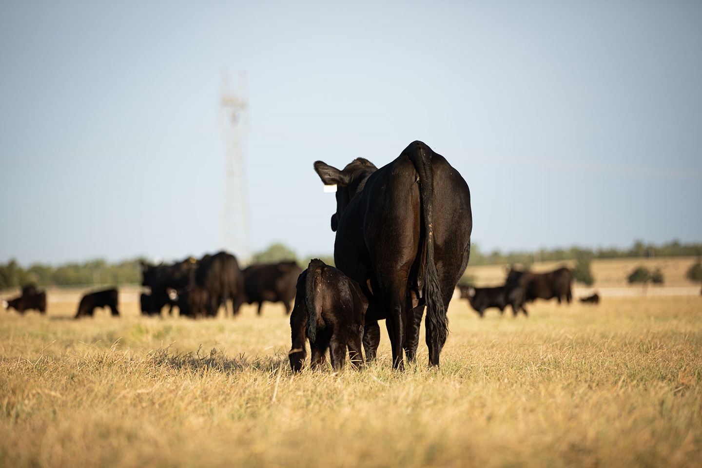 A young calf nursing on it's mother in a pasture.