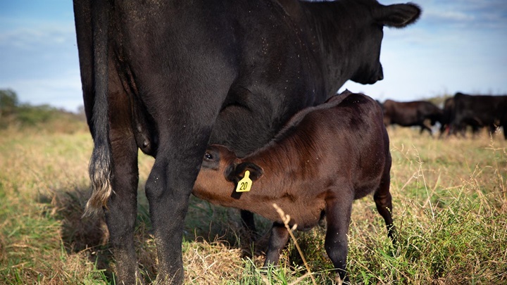 An Angus calf nursing his mother cow.