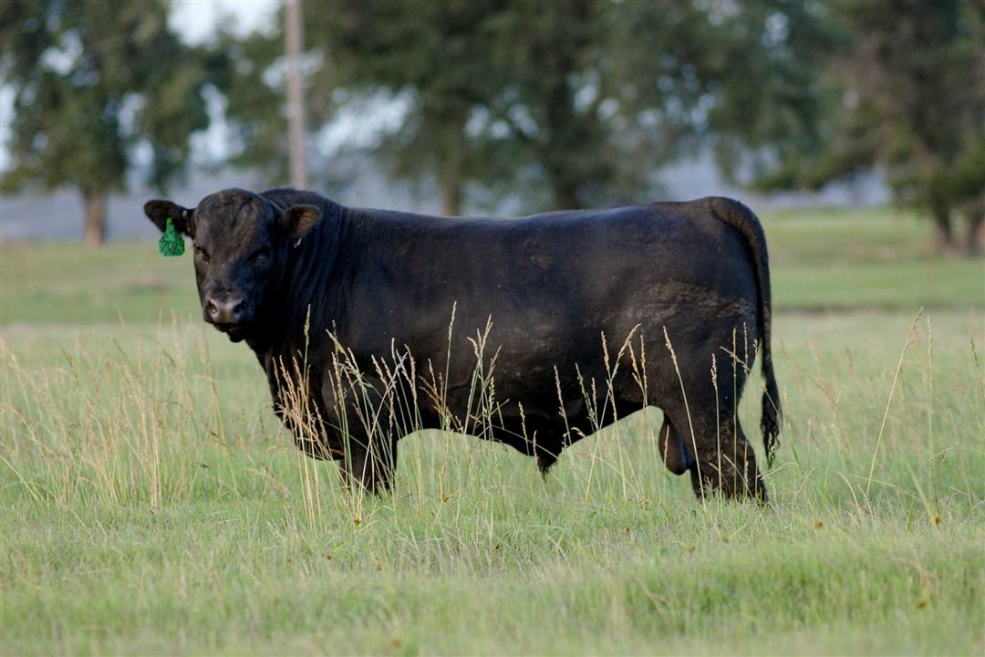 An Angus bull standing in a green pasture.