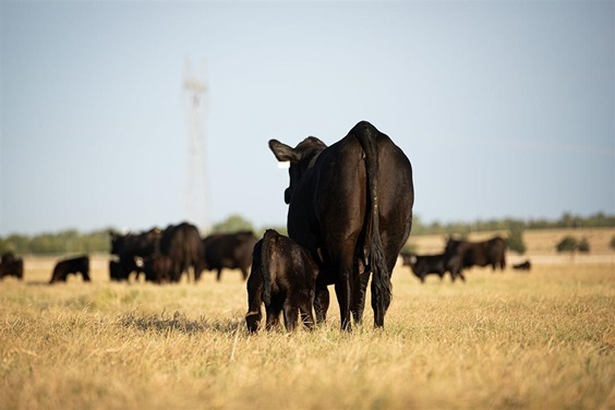 A young calf nursing on it's mother in a pasture.