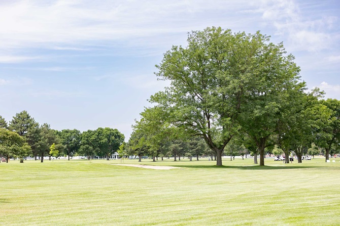 Green golf course with large oak tree in the middle.