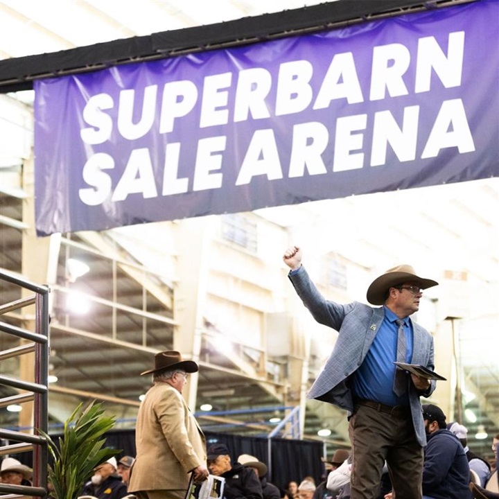 A ringman taking a big in the Superbarn Sale Arena. 