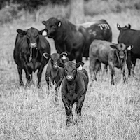 Cows in a field