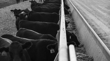 Cows eating in feed bunk