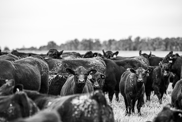 Cows in a pasture