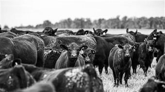 Cows in a pasture