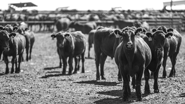 Group of calves in a feedlot