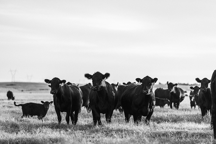 Cows and calves standing a a field.