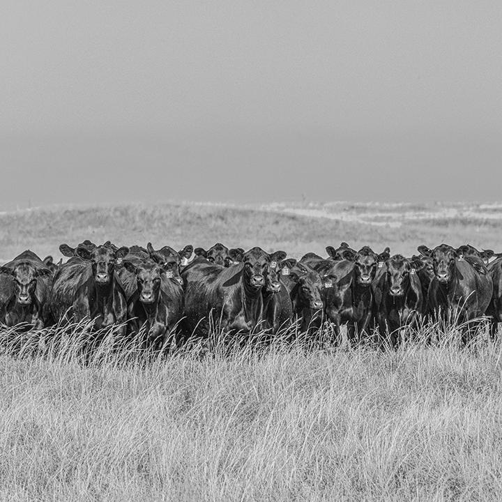 Herd of cows standing in a field