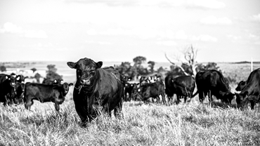 Bull with a herd of cows in a pasture