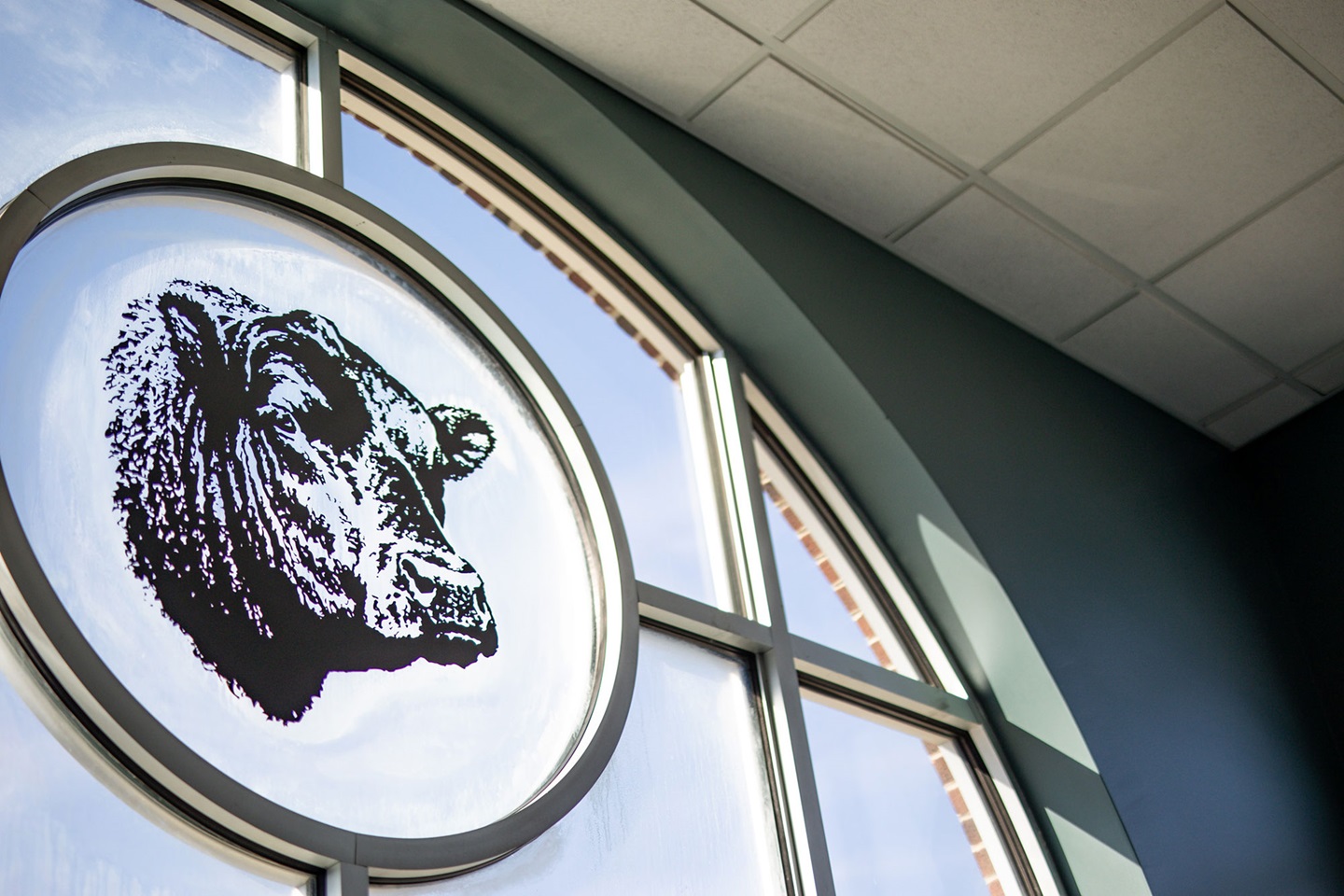 Angus Bull Head on Window