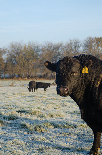bull