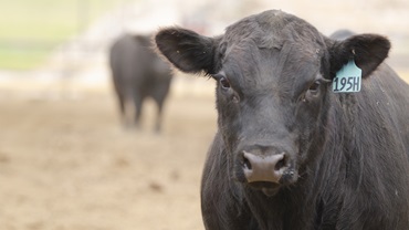 bull