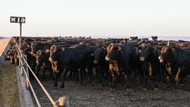 feedyard