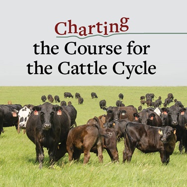 Charting the Course for the Cattle Cycle