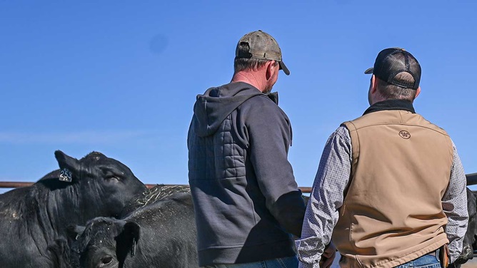 men looking at bulls