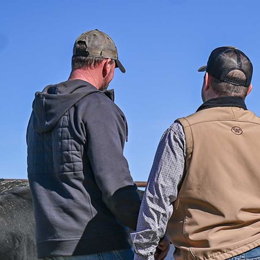 men looking at bulls