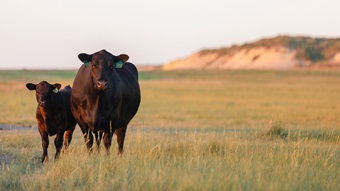 cow-calf in field
