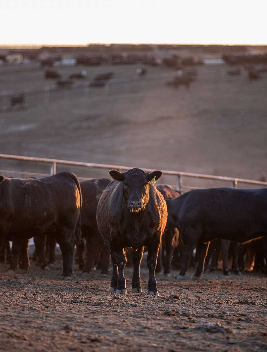 Feedyard