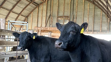 cows