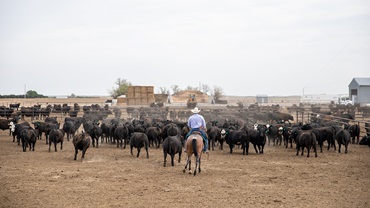 man on horse back in a feedyard