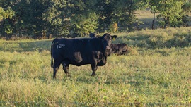 cow