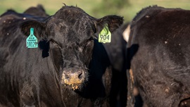 cattle