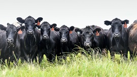 cattle