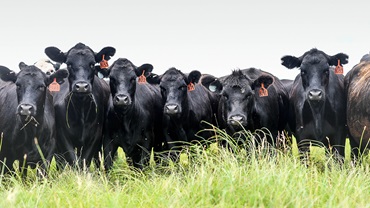 cattle