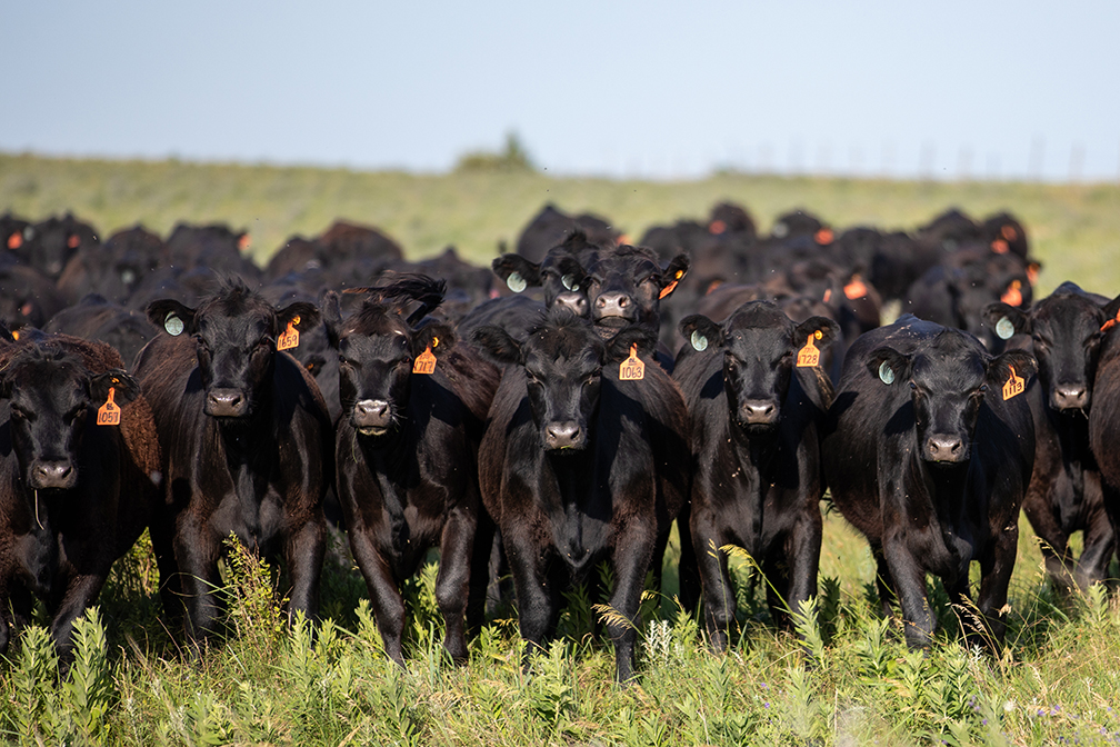 cattle