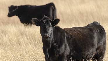 cows in field
