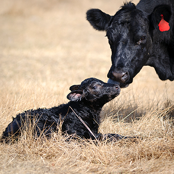 Axiotal-Beef-Cow-and-Calf-2