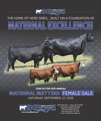 Boyd ad