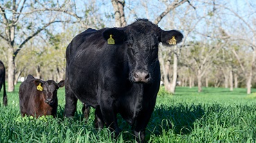 Walker cattle