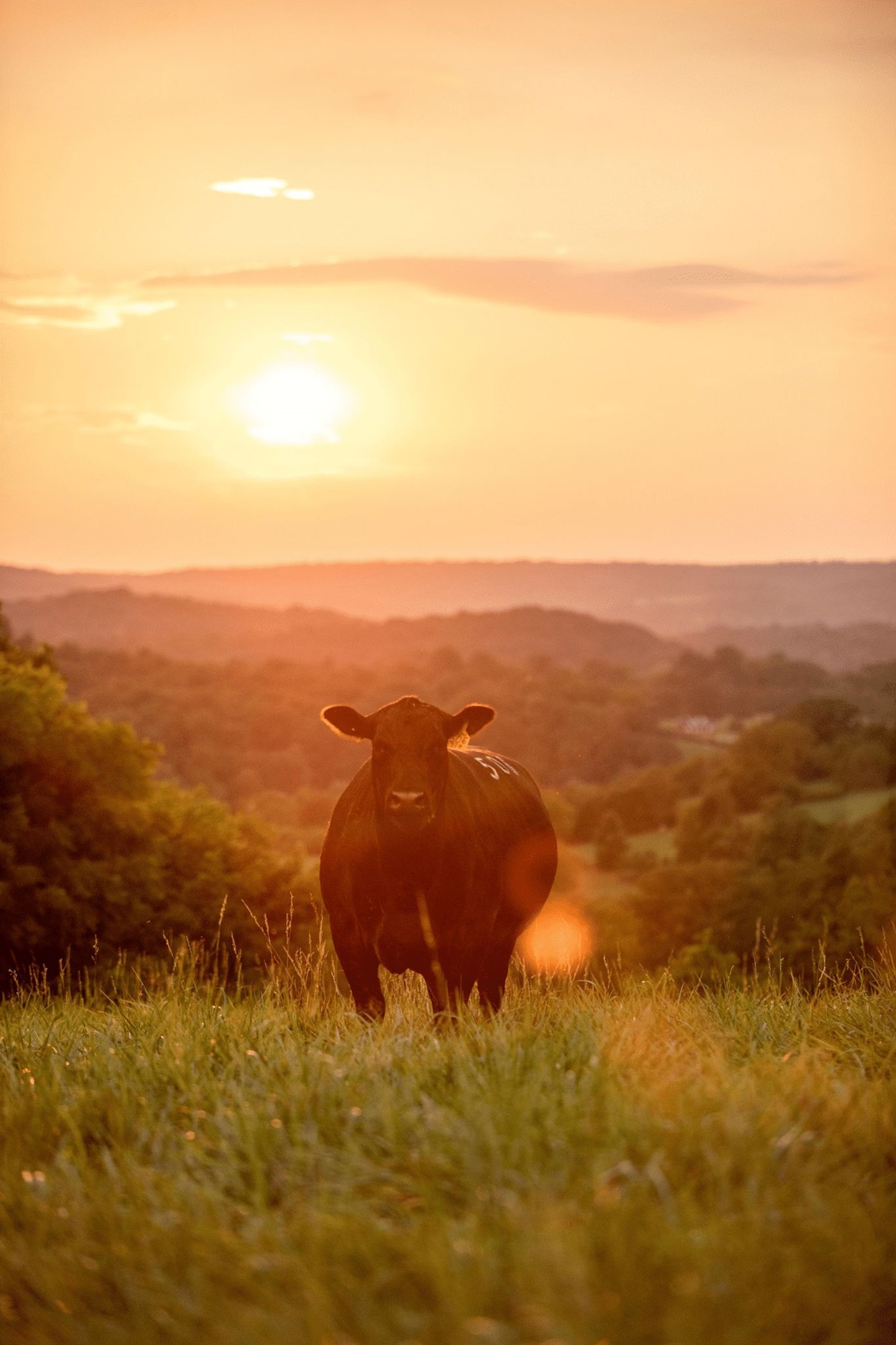 Ingram Angus cattle