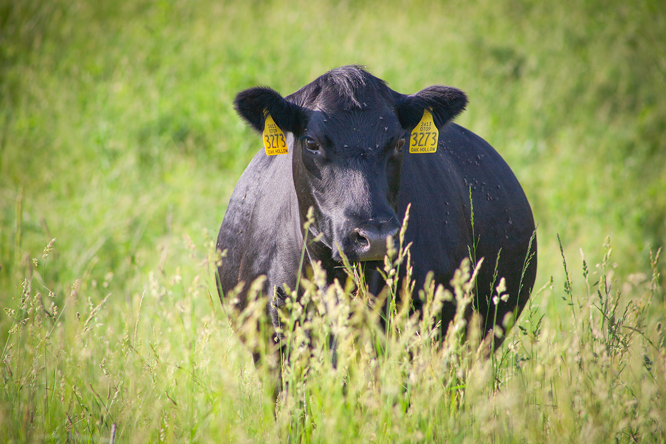 Oak-Hollow-cow