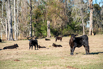Walker cattle