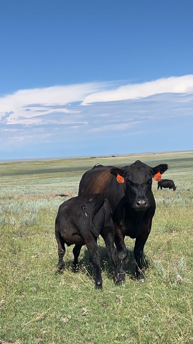 webo-cattle