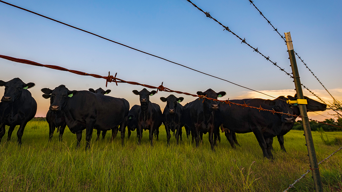 Herd of black Angus cows gathered at the fenceline looking at the camera in a lush pasture during dusk.