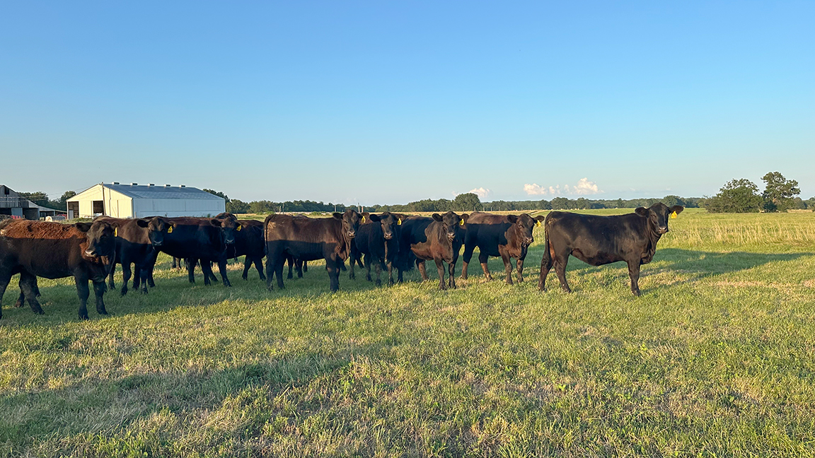If females are the factory of the cow herd, emphasis needs to be placed on their success. Maternal traits are absolutely necessary to keep cow-calf producers in business. Fertility and longevity are most important, says Dave Seibert. 