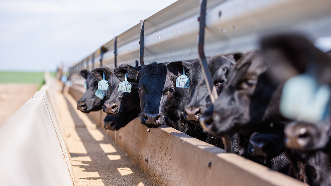 Precision livestock management has made it easier for Karl Fox to be able to track bunk management, as well as feed contemporary groups. Not only does this allow him to start sorting similar cattle, but this allows better health management.