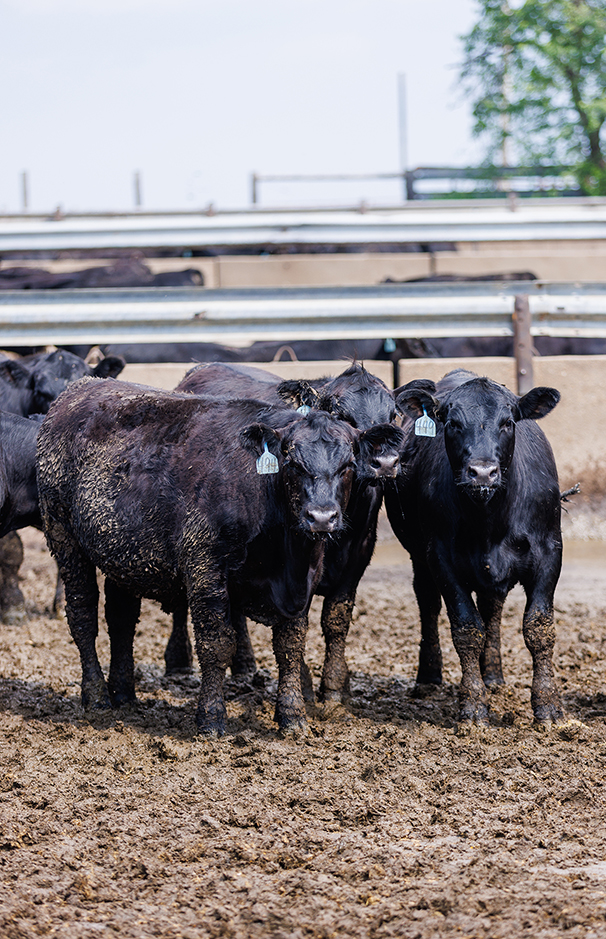 cattle feedyard