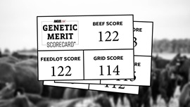 genetic merit scorecard
