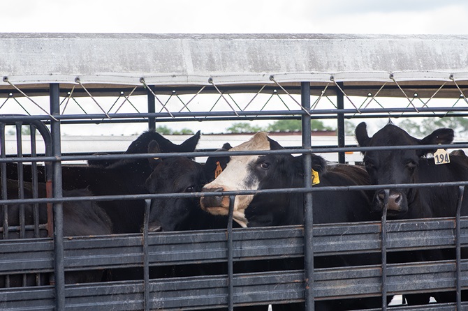 cattle in trailer
