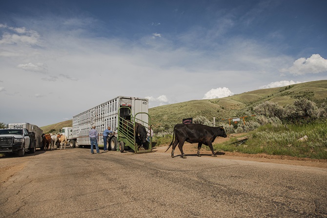 unloading cattle