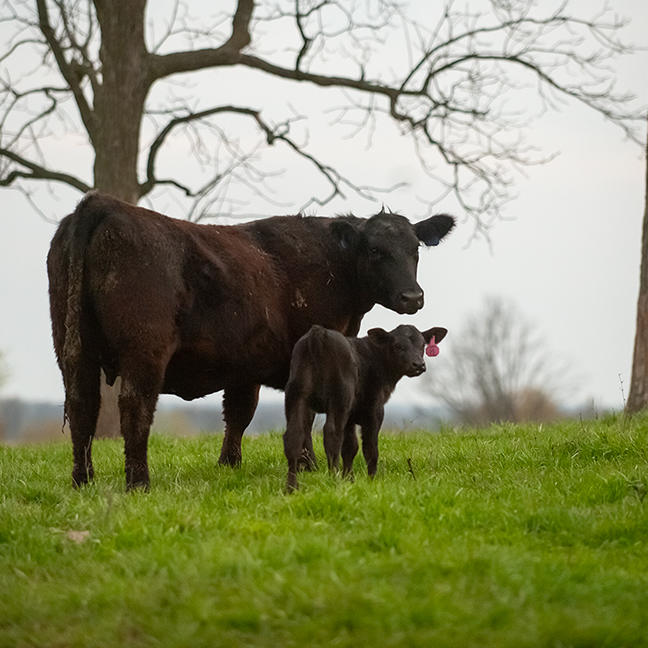 cow-calf