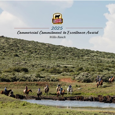 Midway through a three-mile cattle drive, the herd stops for water in a meadow before finishing the uphill climb.