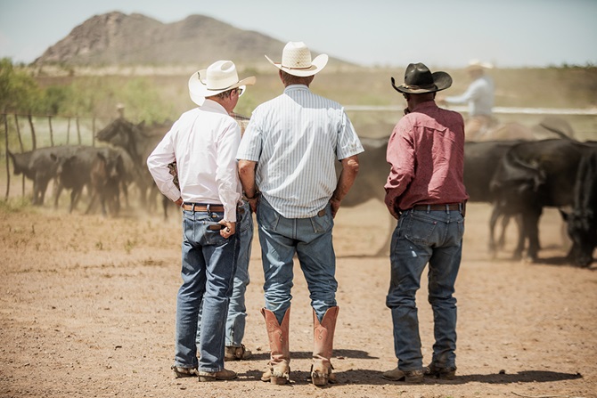 three cowboys looking at cattle