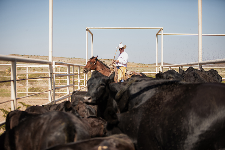 cowboy on a horse in Texas moving cattle in a pin